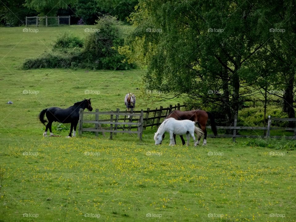 horses. stud horses