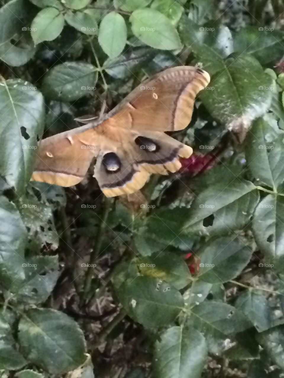 Moth at a rest stop 