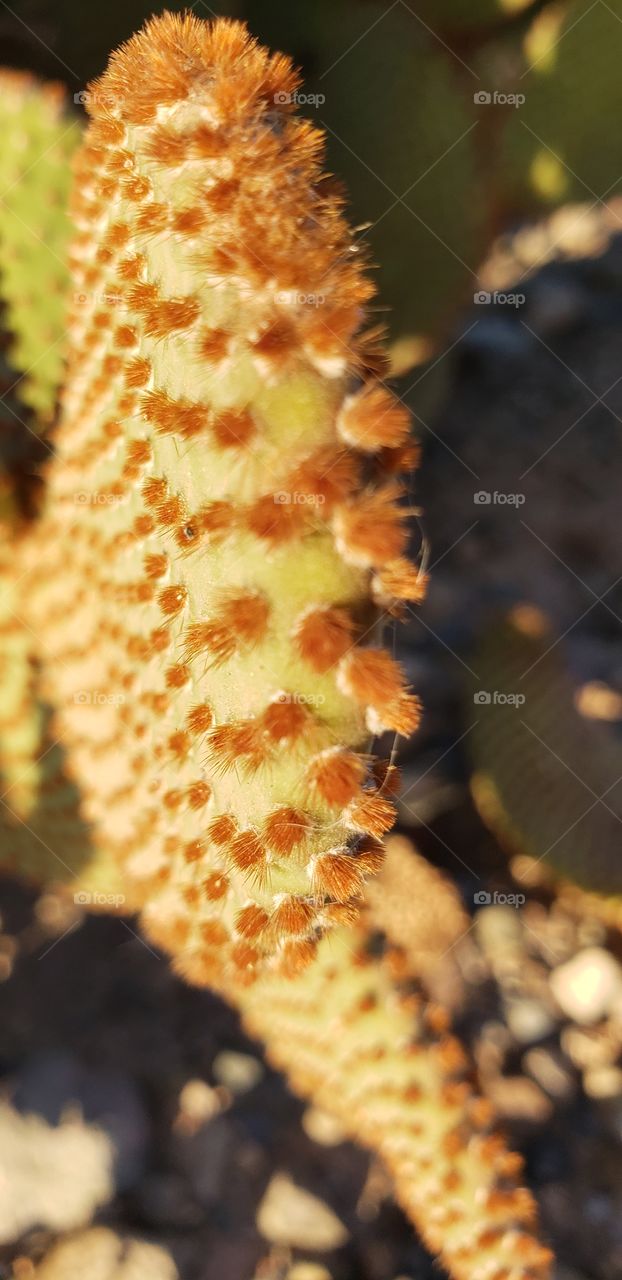 cactus