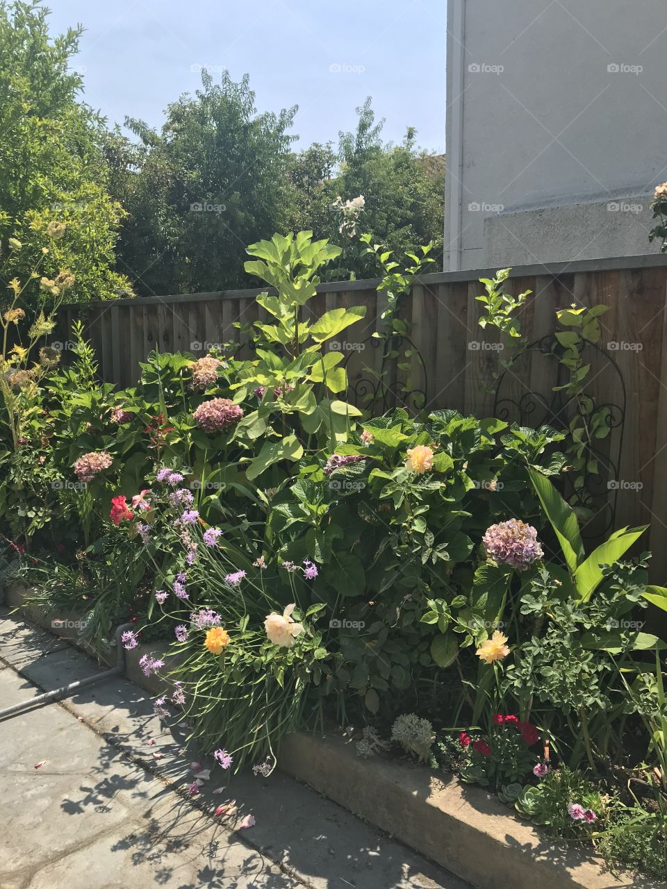 Roses in perennial border 