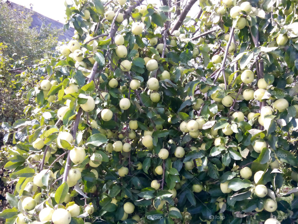 Fruit-bearing Apple tree