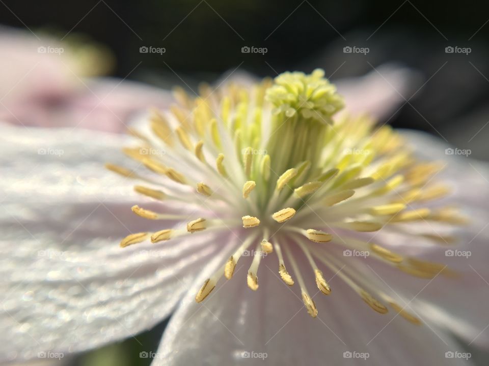 Close up of a Clematis Flower on a beautiful sunny day in May...