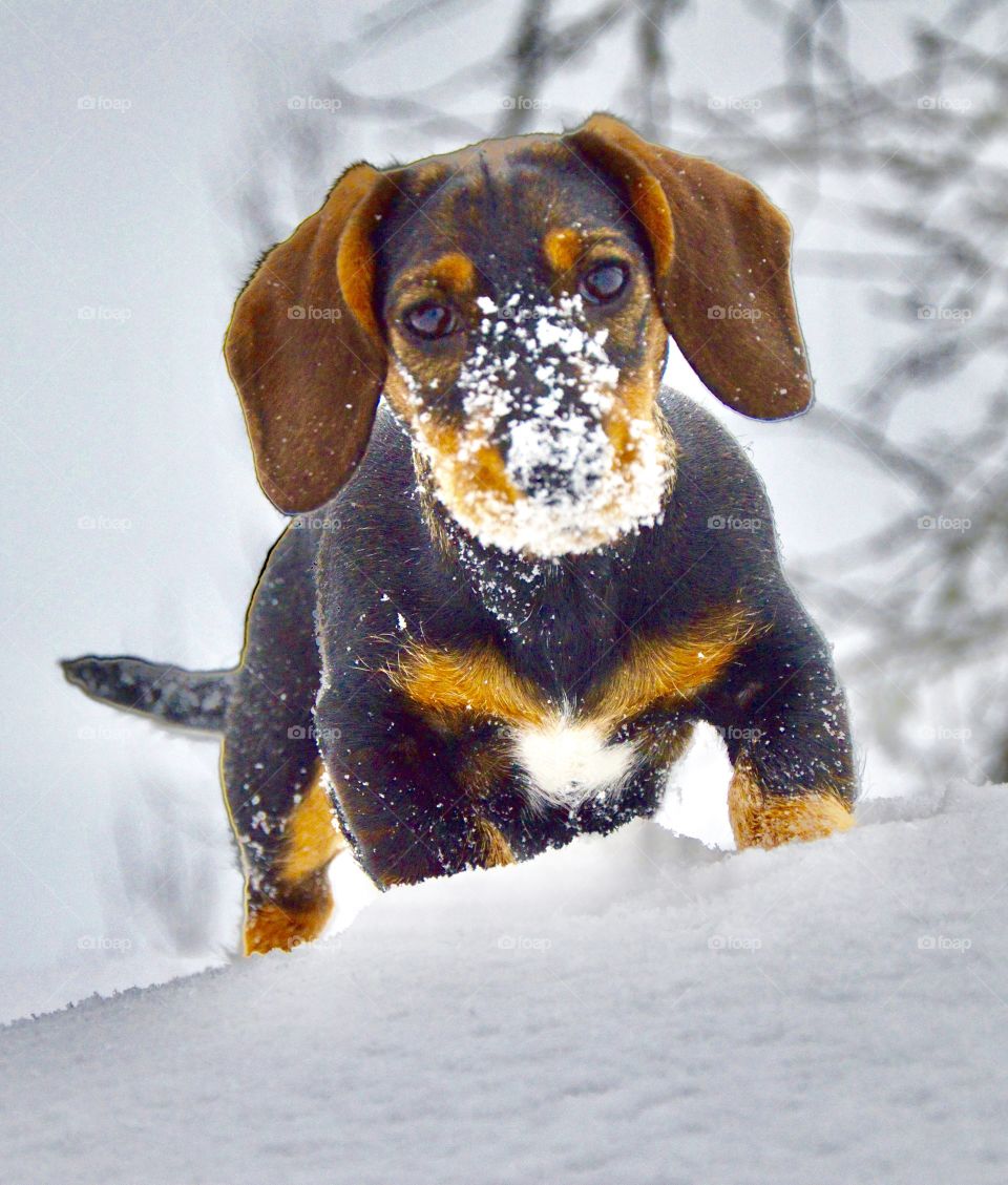 Happy dog in the snow