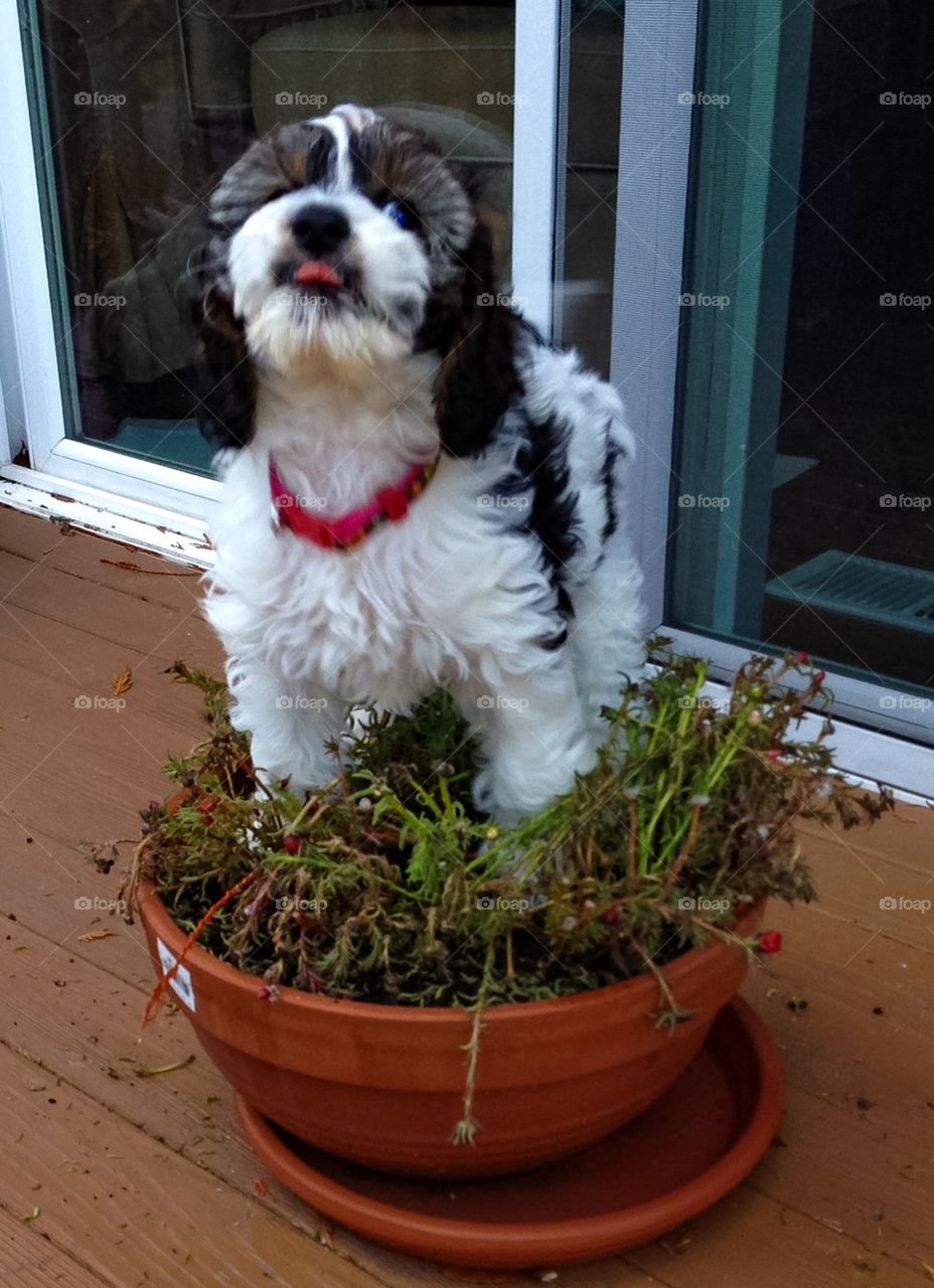 Puppy in flower pot