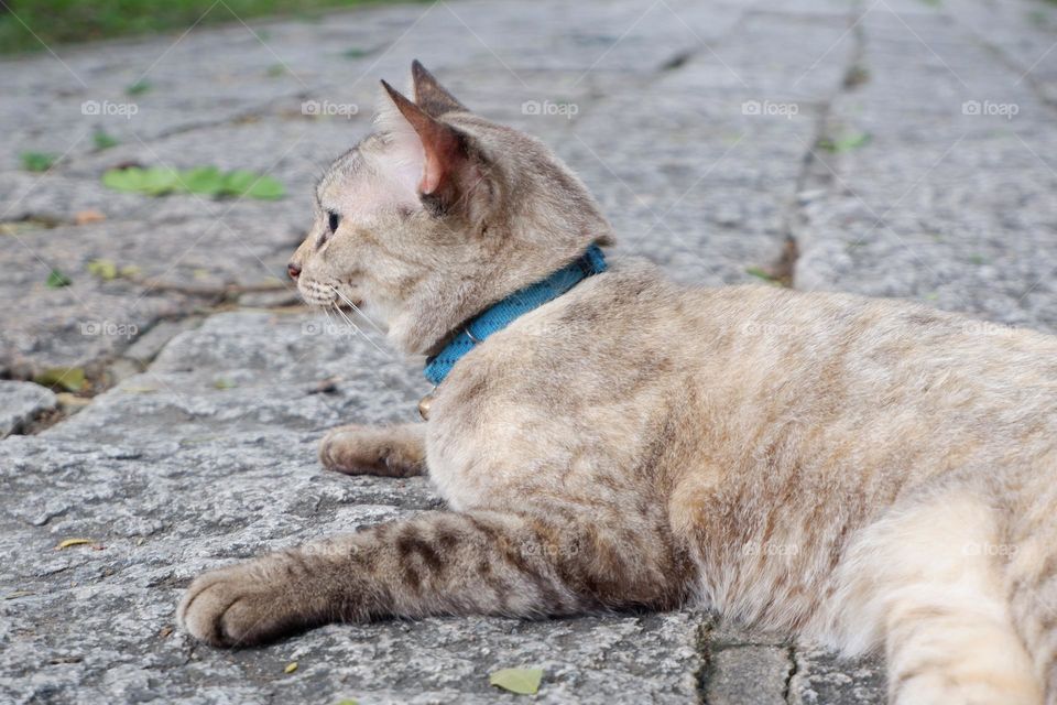 light brown cat lying on the rough concrete floor The fur of the cat looks soft and gives a feeling of wanting to touch.