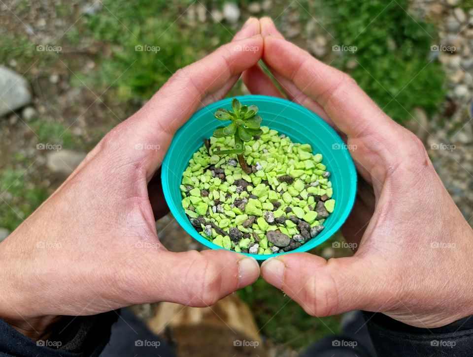 hands holding a small pot with a baby succulent.