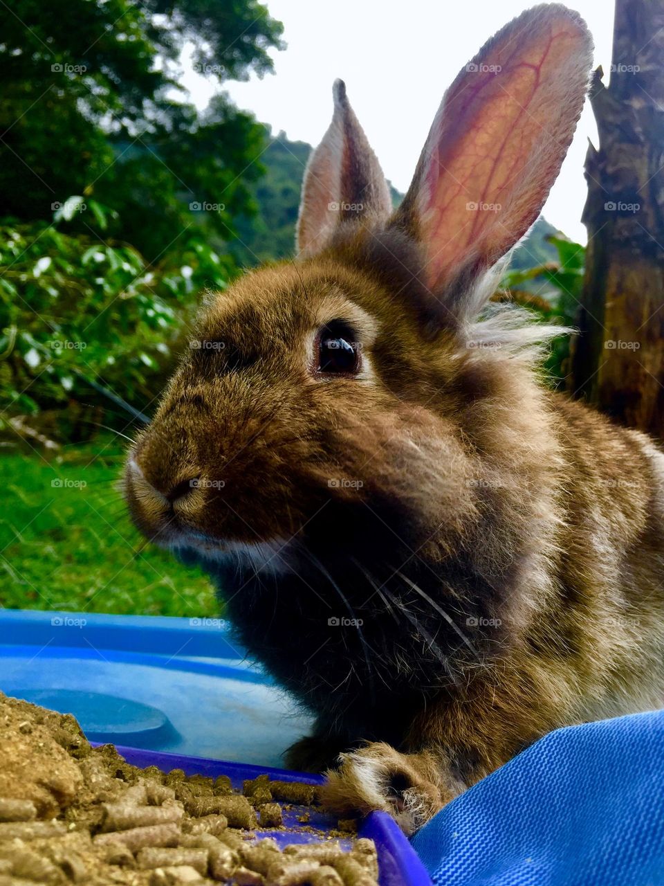 Beautiful baby rabbit