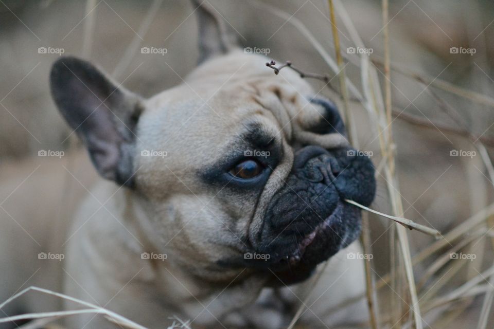 Close-up of a pug in grass