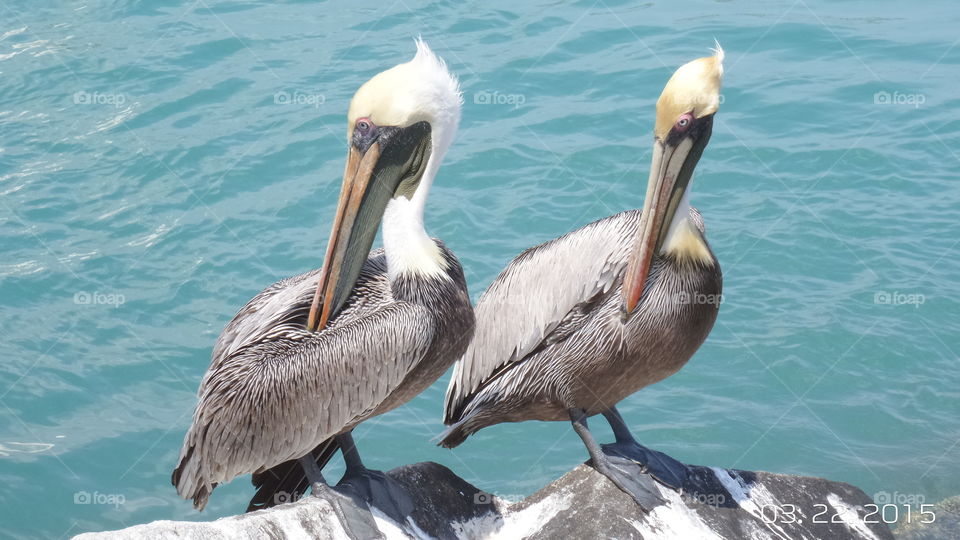 Two of a kind. taken at South Beach inlet Fort Pierce  FL