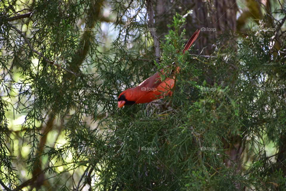 Cardinal in the Cedartree