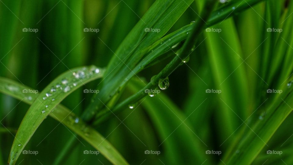 Water droplets on the grass, after rain