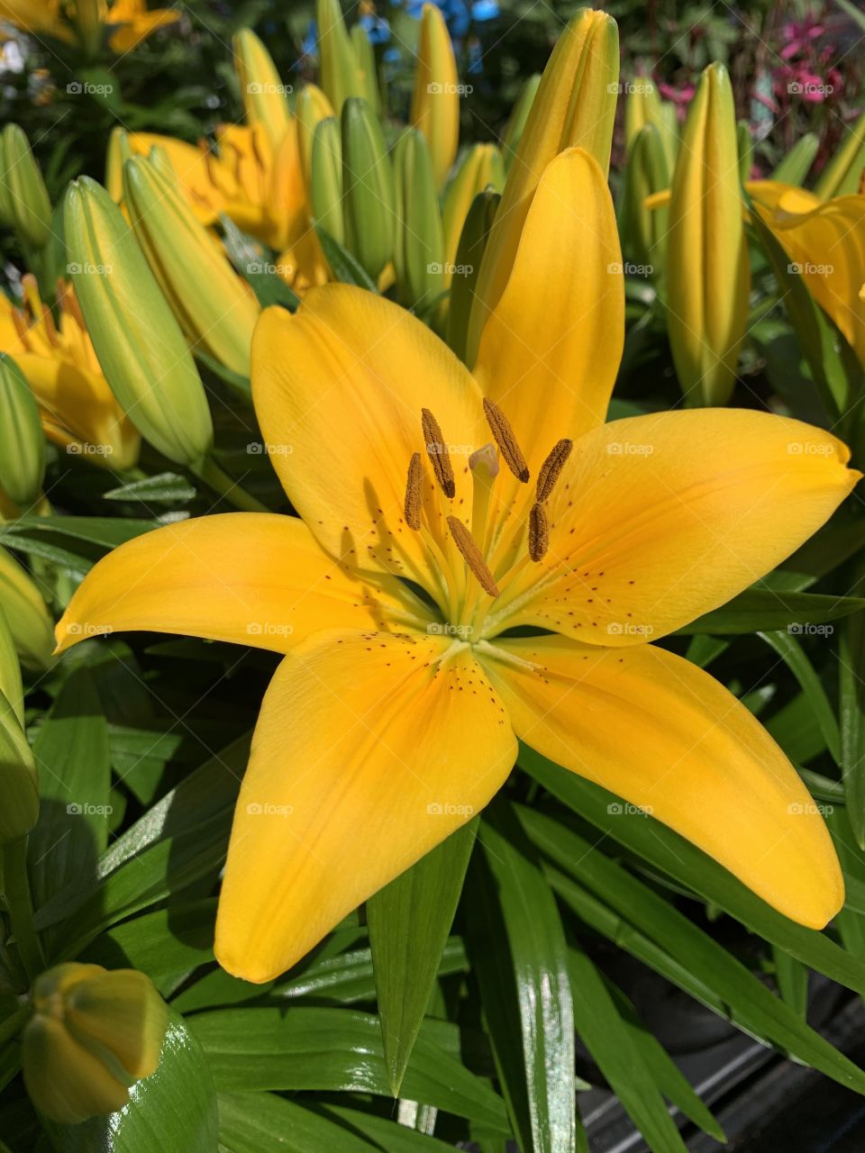 Plants around us - Large and beautiful Yellow Lilies basking in the sun. Expression of beautiful sunshine, the color yellow is considered to be a symbol of Happiness and cheer