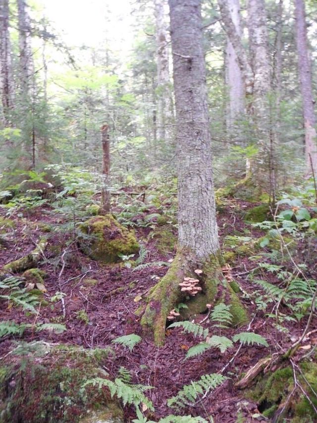 Purple Forest