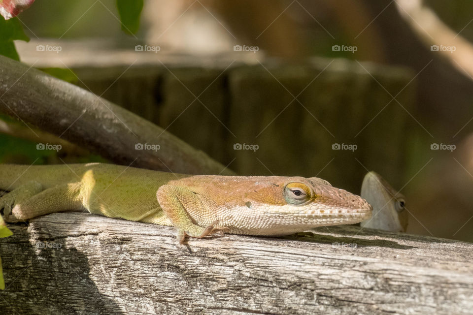 Foap, My Favorite Moment: A juvenile Carolina Anole photobombs a closeup portrait of an adult anole. 