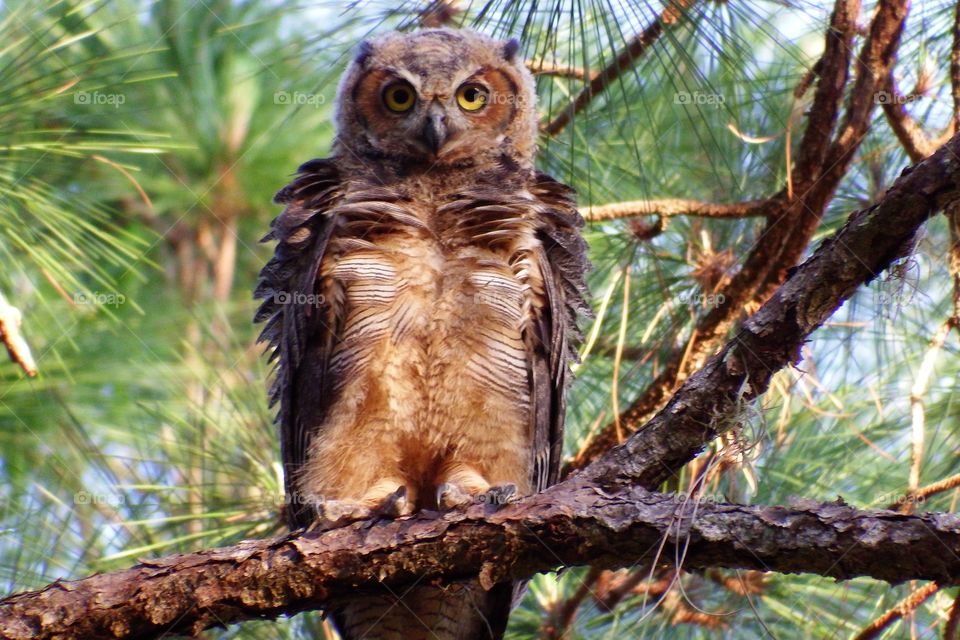 Great horned Owl. Great horned Owl in the golden hour