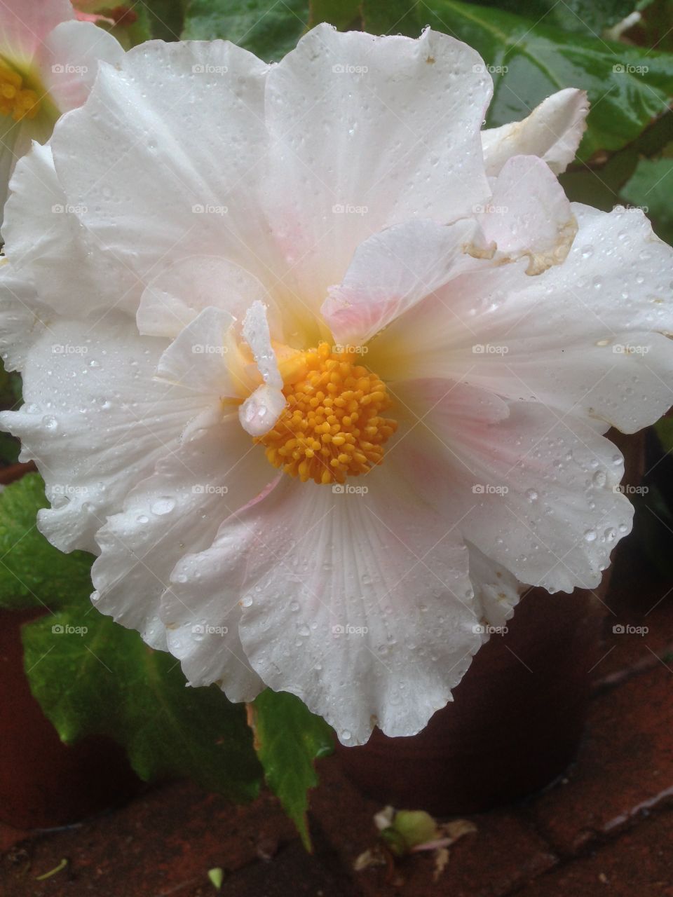 Begonia flower