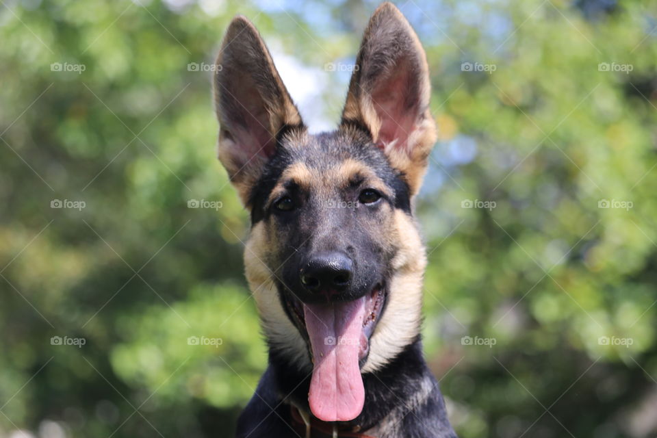 Happy German Shepherd Puppy with Tongue Out Enjoying Life !