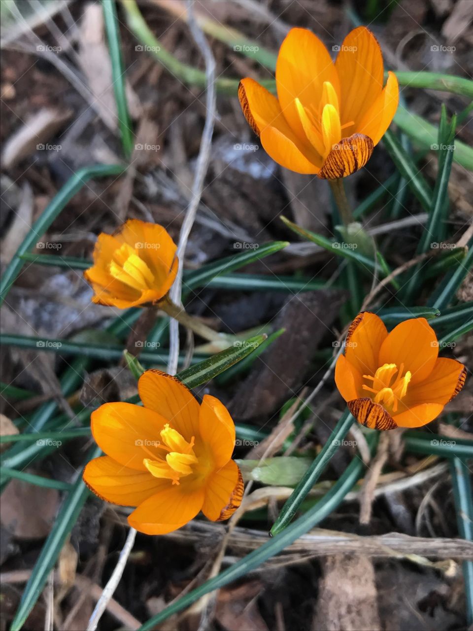 Crocuses, Central Park, NYC 