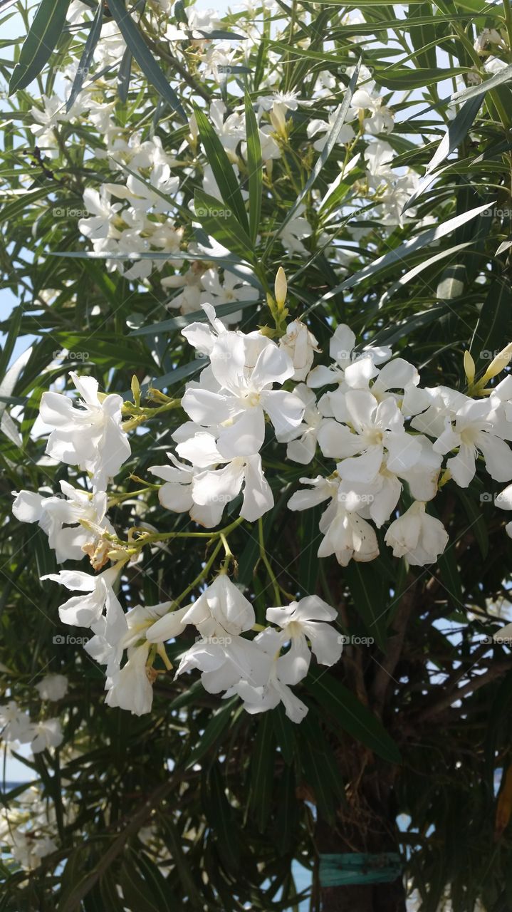 White flower blooming in the garden