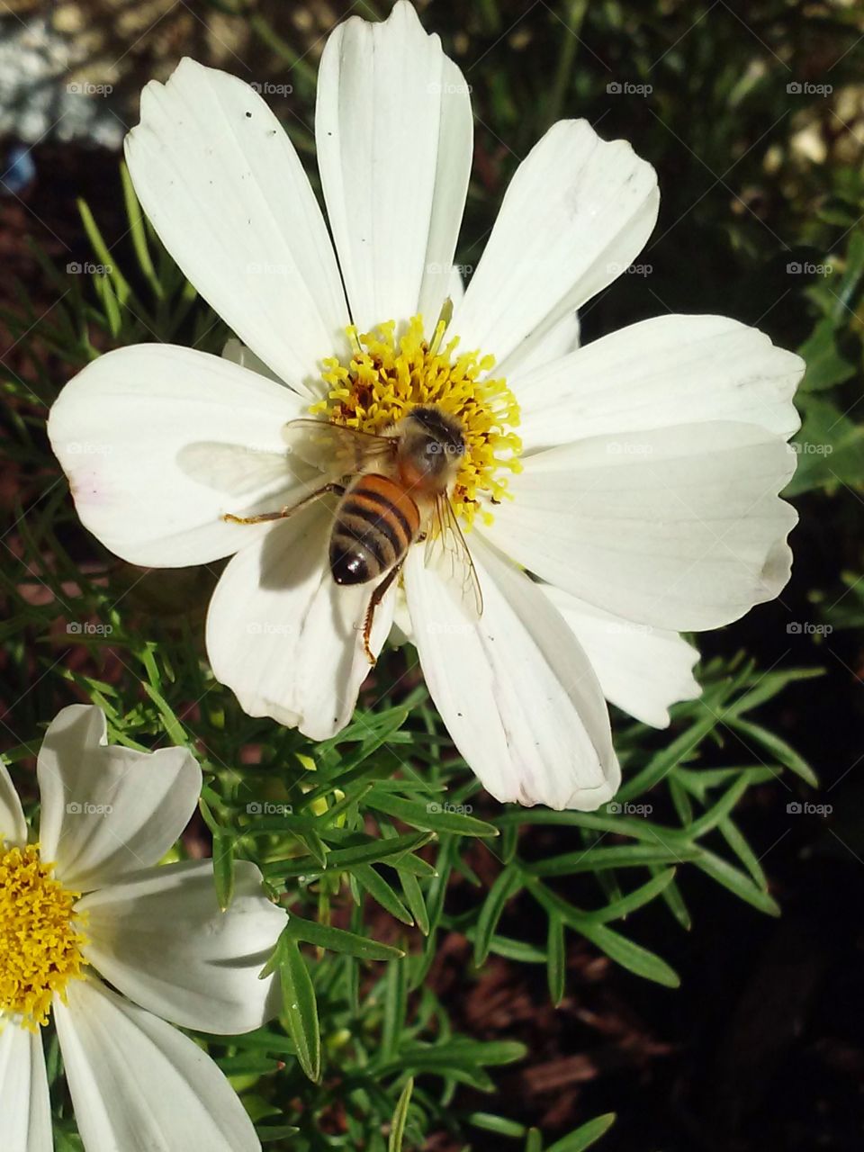 Bee on white flower