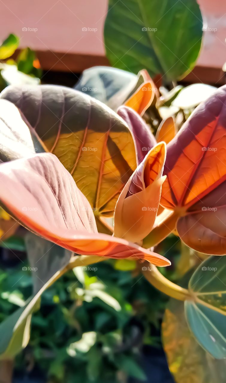 Beautiful banyan tree leaf awesome image india