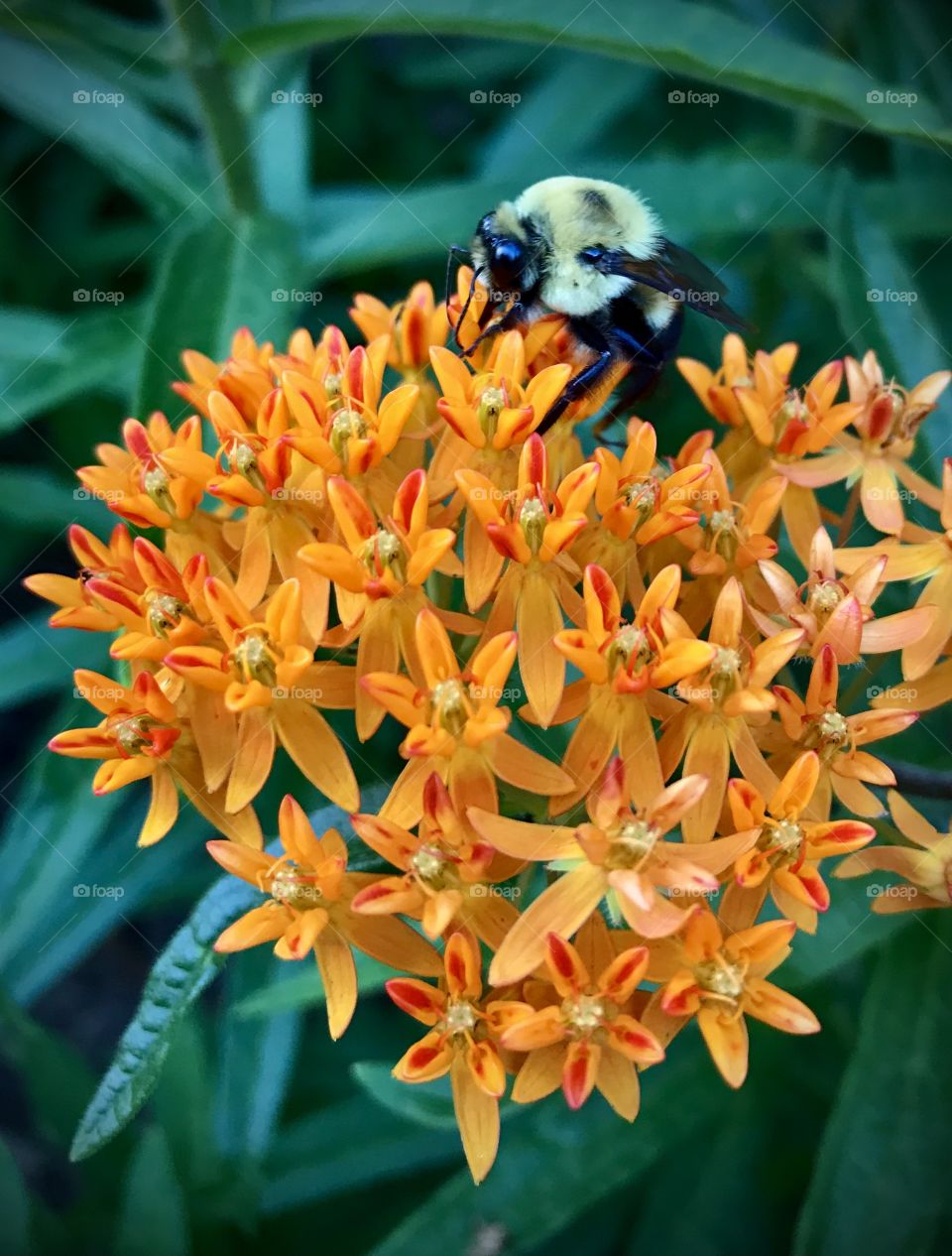 Bumble bee succulent orange delight 