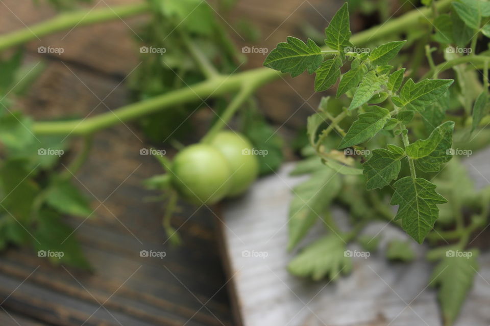 The tomatoes in this photo are blurry and out of focus as the leaf in the foreground takes the viewers attention.