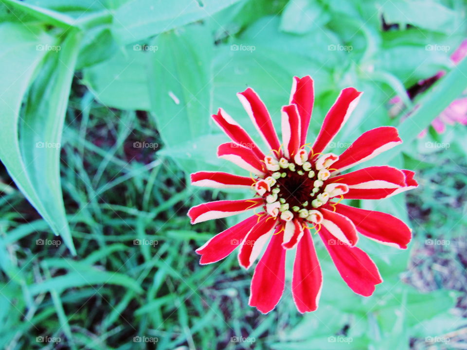 Red flower 