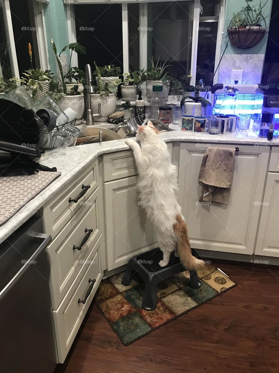 Kitty washing dishes 