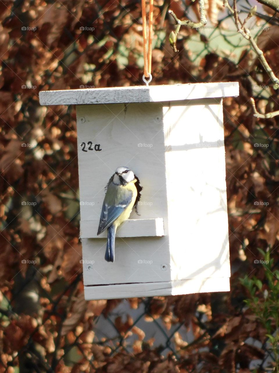 Blue tit