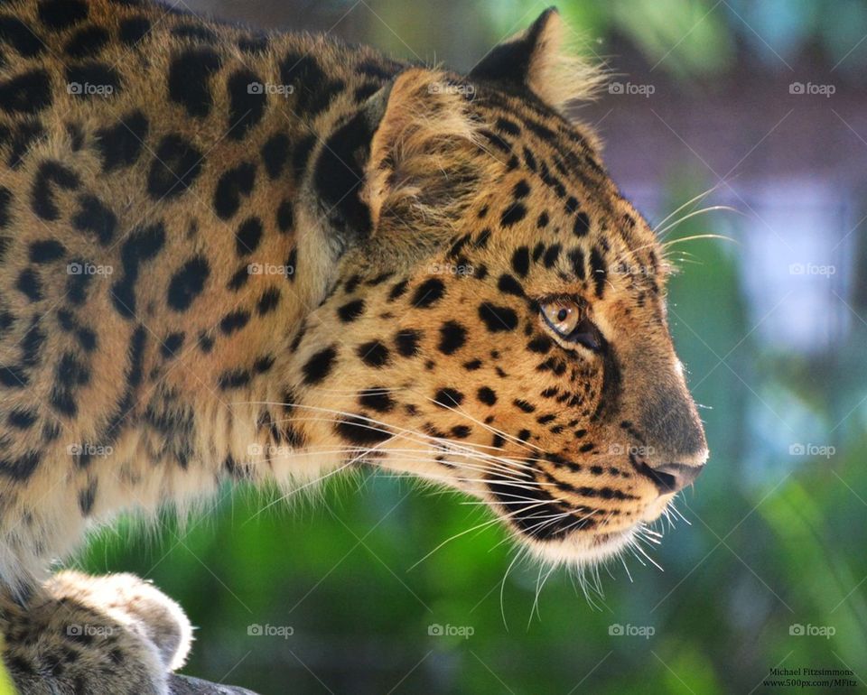 Leopard