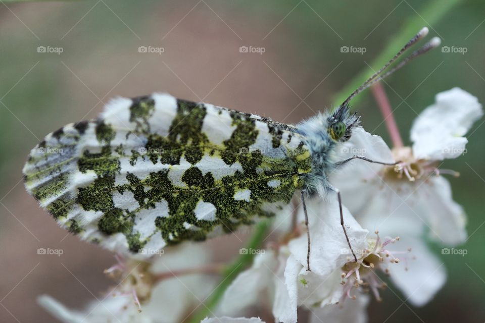 Anthocharis cardamines