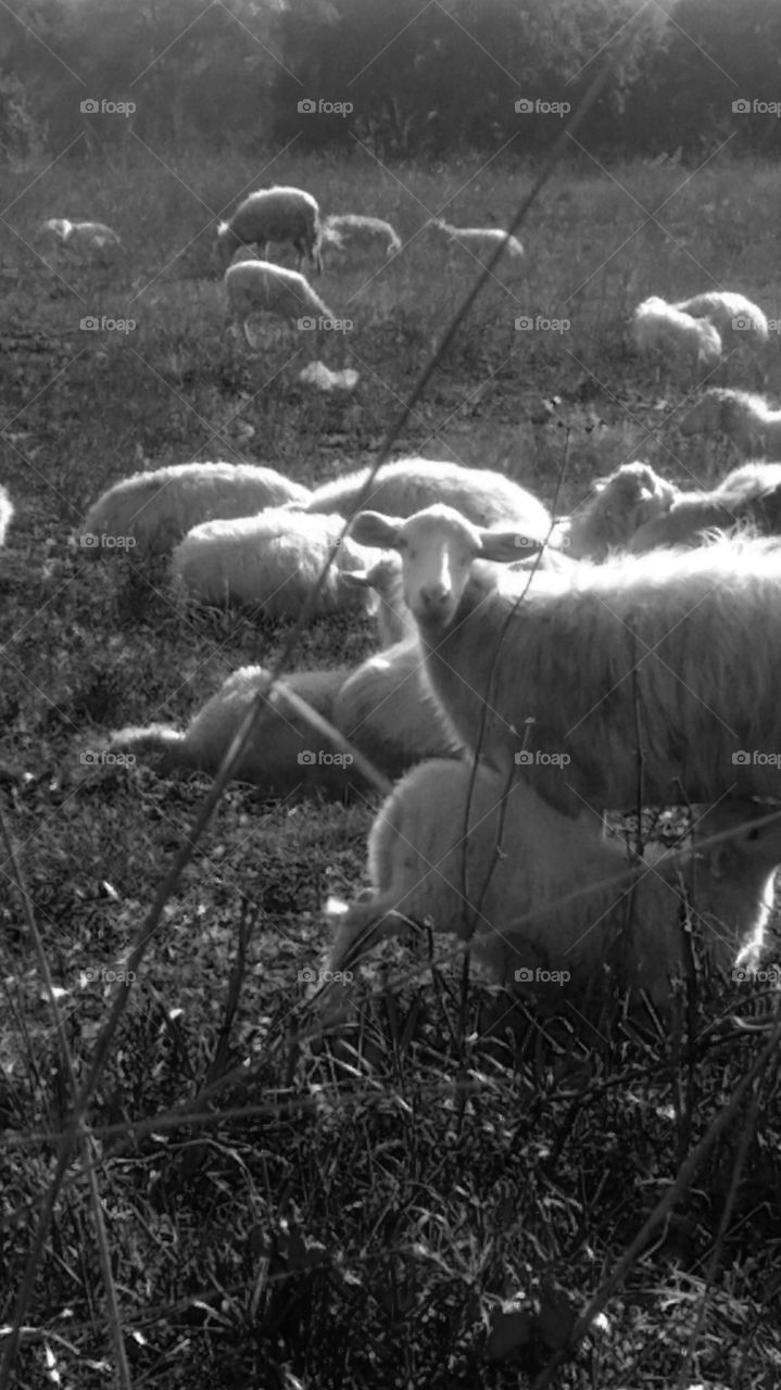 sheep in flock