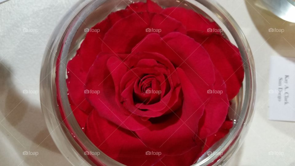 Round Red Rose
