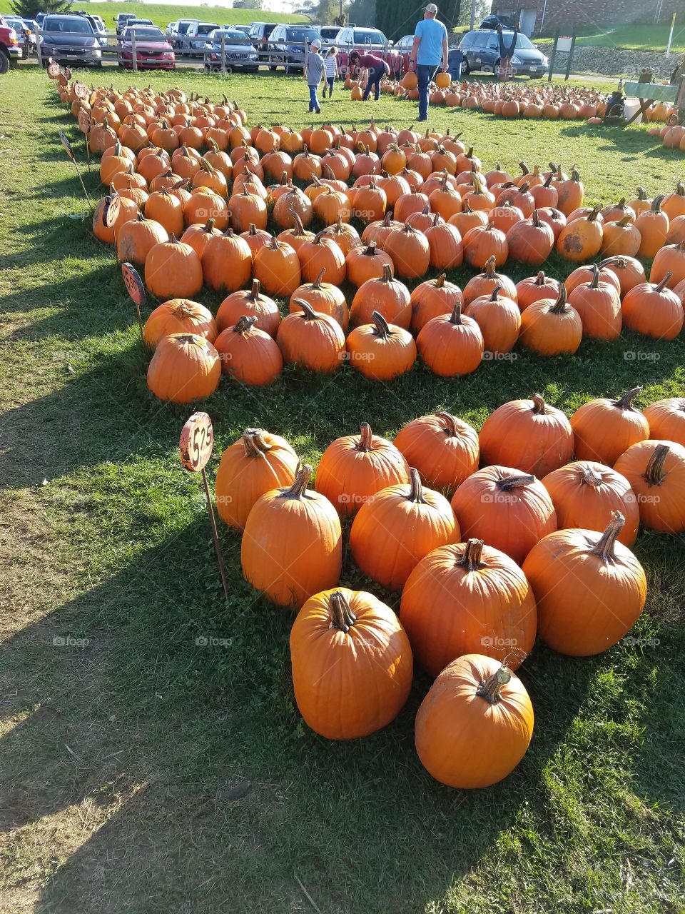 pumpkin  farm