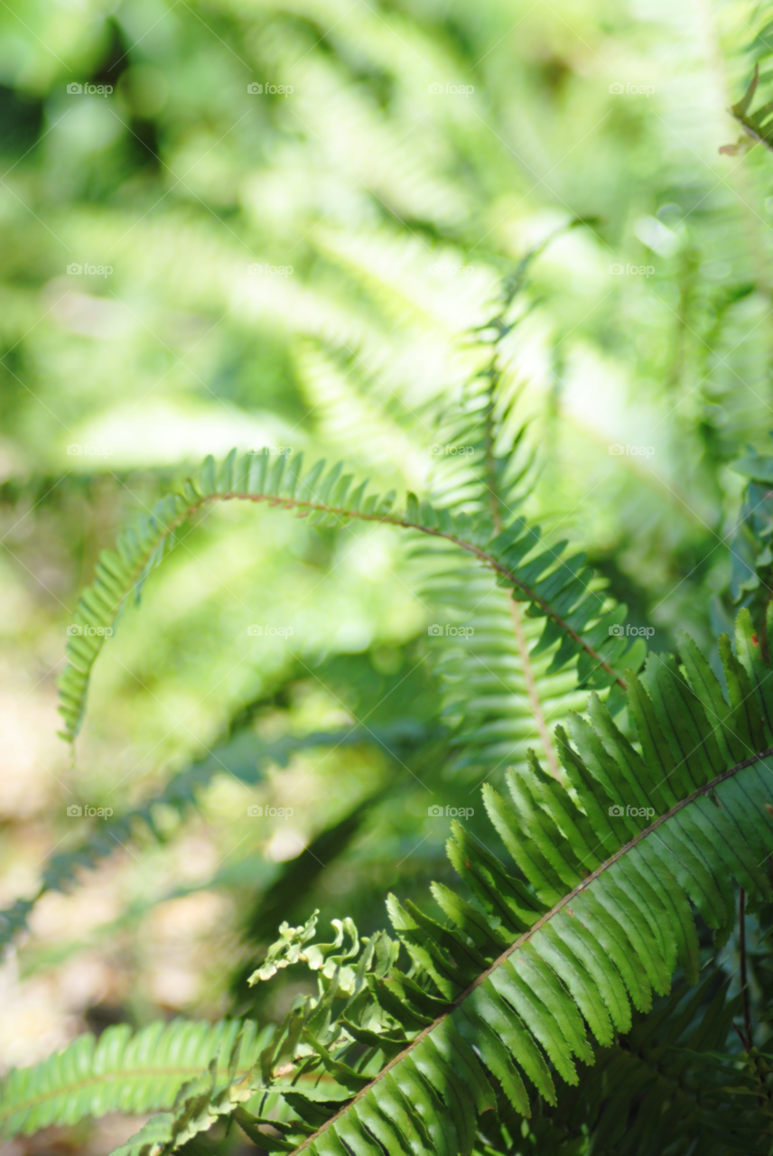 green garden plants plant by sher4492000