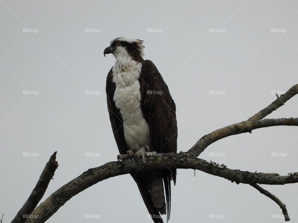 Osprey perching on a high tree branch on a gray cloudy afternoon at sundown 