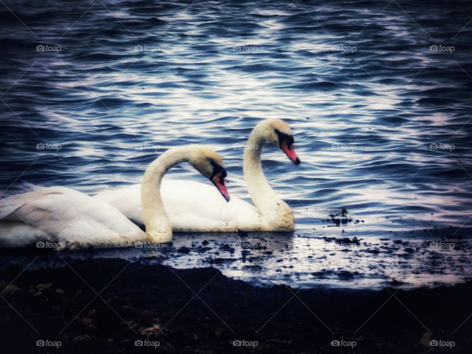 Swans on scottish seas