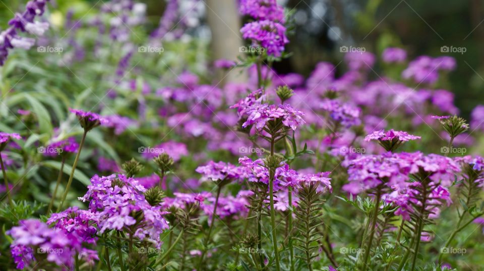 Purple flowers of botanical garden - Sri Lanka...