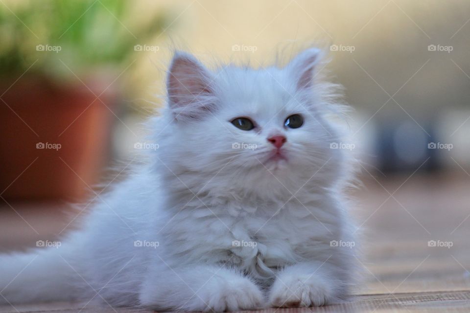 Beautiful Persian kitten 🐈 Miley