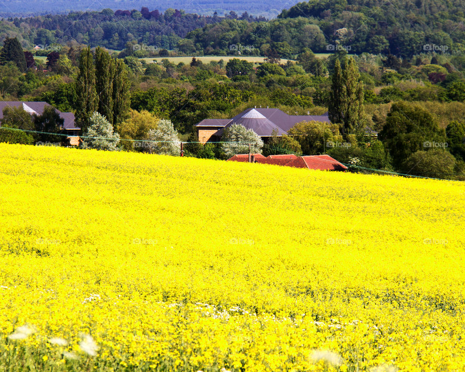 Mellow Yellow. rapeseed in Surrey 