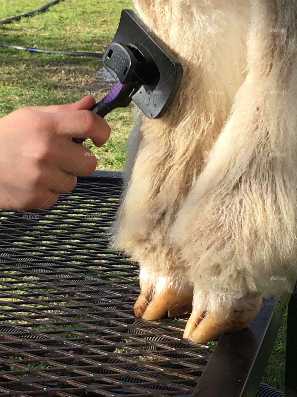 Working FFA fine wool lamb leg wool. 