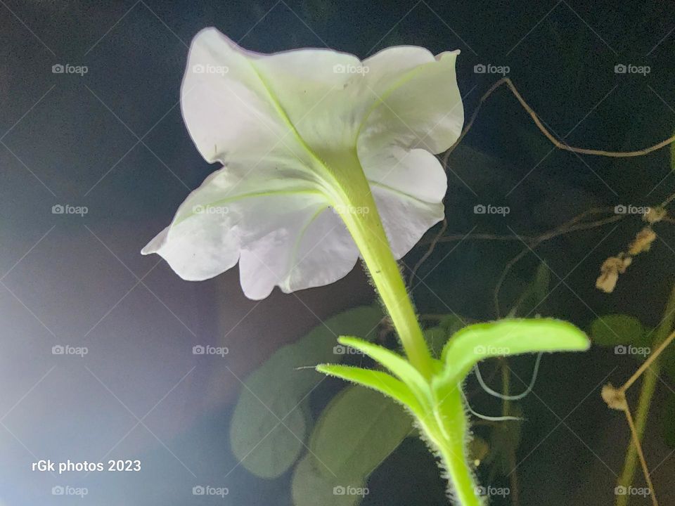petal in the shadow of night