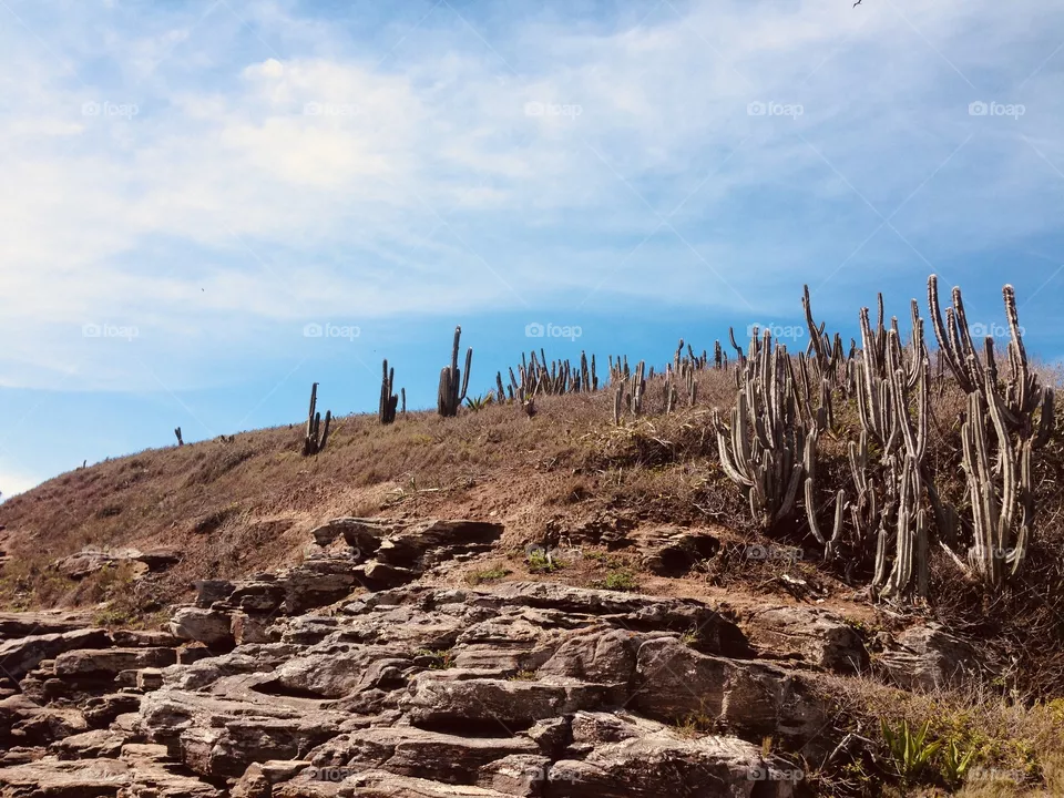 Cactus