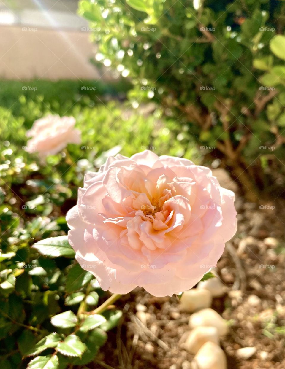 Very beautiful flowers to brighten our day. Live nature and its beauty. Did you like the delicate petals?
Flores muito bonitas para alegrar nosso dia. Viva a natureza e sua beleza. 