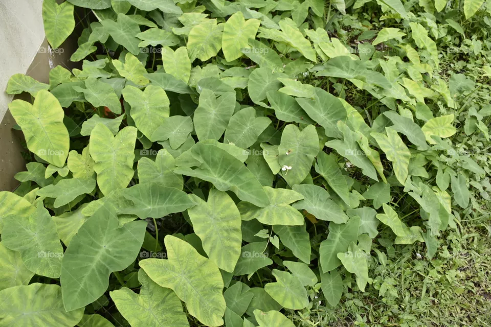 flora