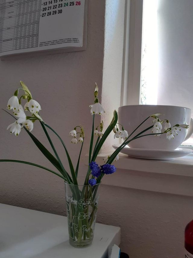 snowdrop