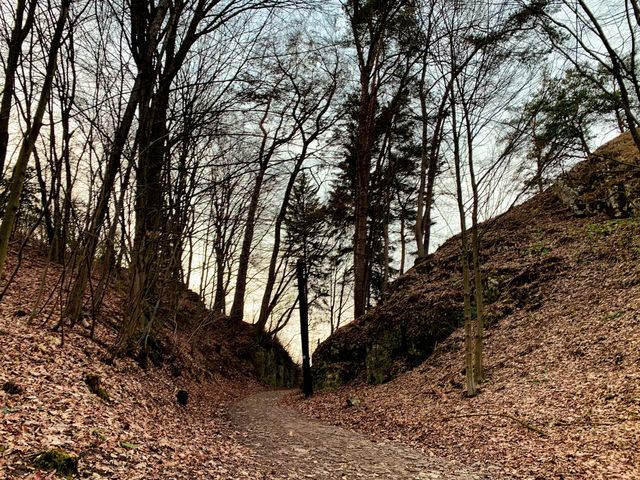Poland forest 