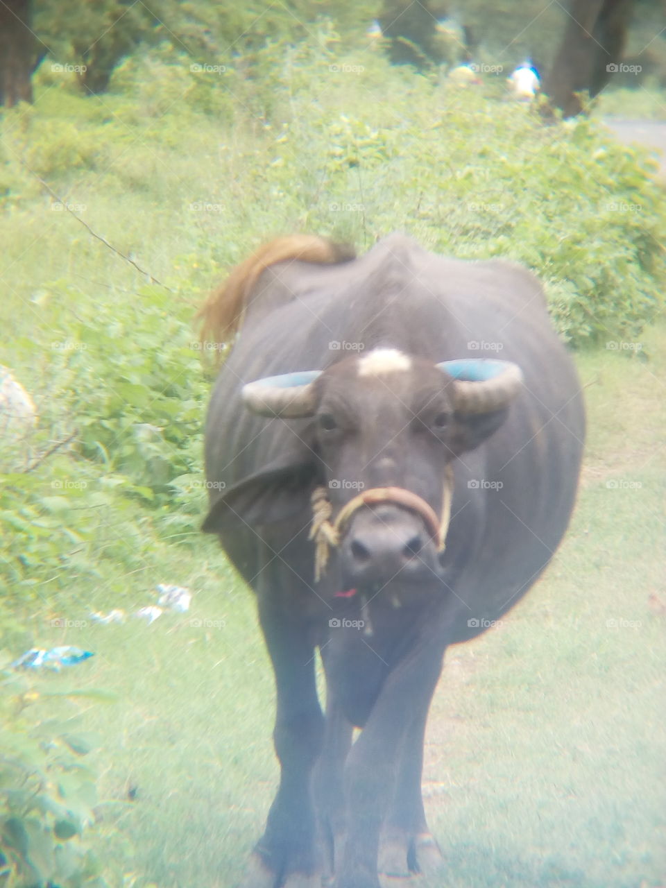 relaxed buffalo