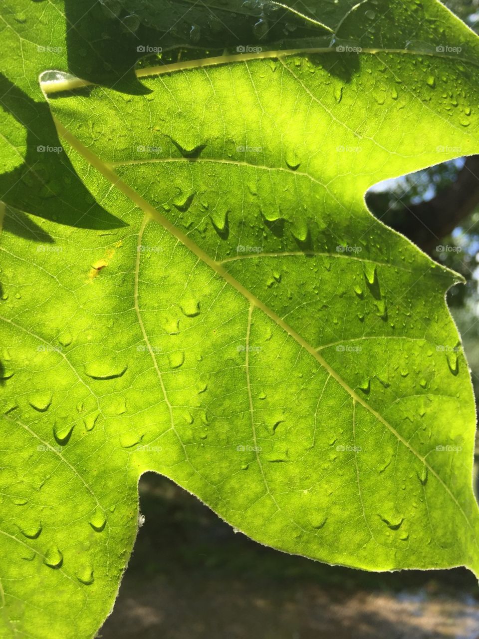 Leaf